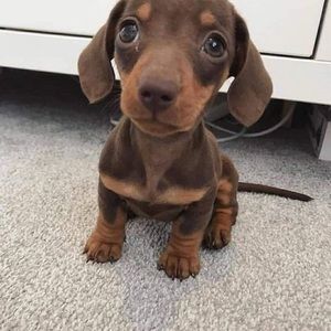 Meet your Posher, Michell